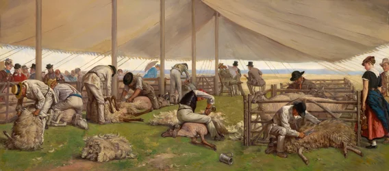 A Sheep Shearing Match
